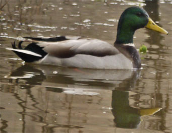 Male Mallard, Chatahoochie River, Marietta, Georgia