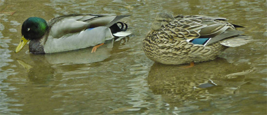 Mallard Pair, Rottenwood Creek, Marietta, Georgia