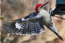 Red Belly WoodPecker, Marietta, Georgia