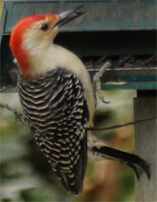 Red Belly WoodPecker, Marietta, Georgia