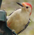 Red Belly WoodPecker, Marietta, Georgia