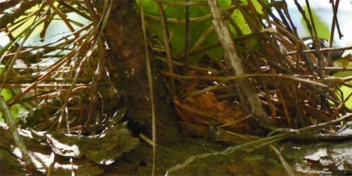 Look for the Robin in this well hidden nest. Georgia