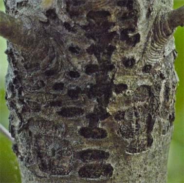 Sapsucker Holes