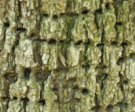 Sapsucker Holes