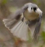 Tufted Titmouse, Marietta, Georgia