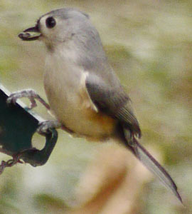 Tufted Titmouse, Marietta, Georgia