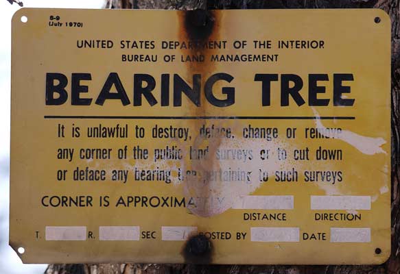 Bearing Tree