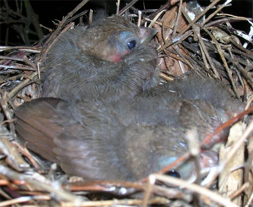 Birds about 10 days old.