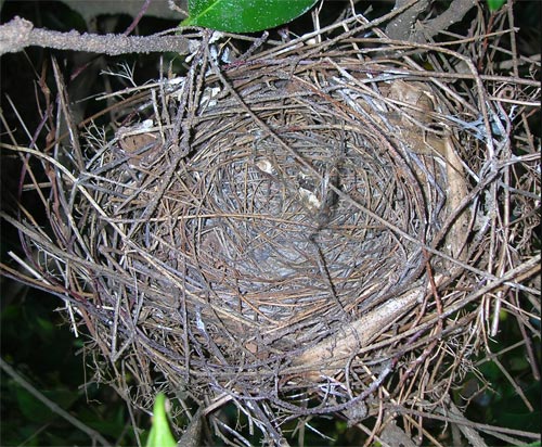 The birds have left the nest at about 10 1/2 days old. The nest is quite tidy: no debris or dirt is left.