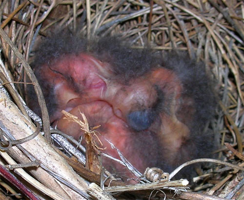 Birds about 1 day old.