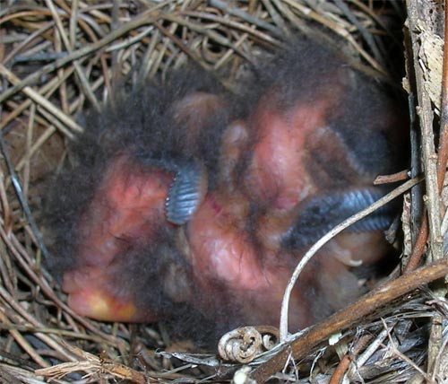 Birds about 1 1/2 days old.