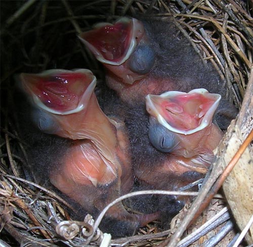 Birds about 2 days old.