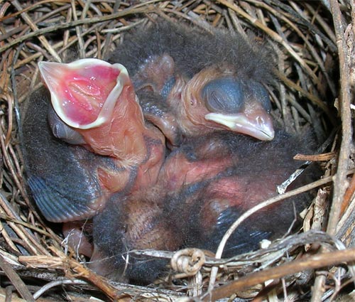 Birds about 2 1/2 days old.