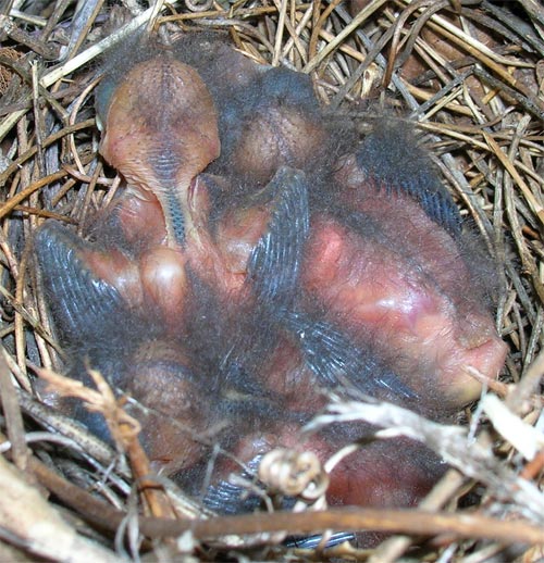 Birds about 3 days old.