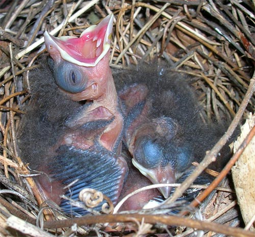 Birds about 3 1/2 days old.