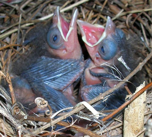 Birds about 4 1/2 days old.