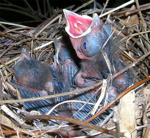 Birds about 5 1/2 days old.