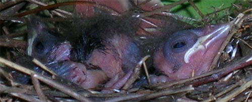 Birds about 6 days old.