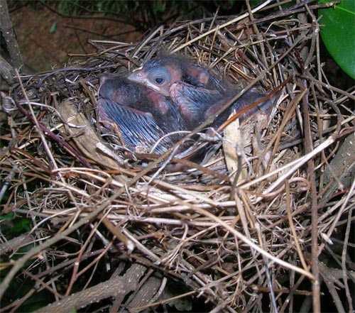 Birds about 6 days old.