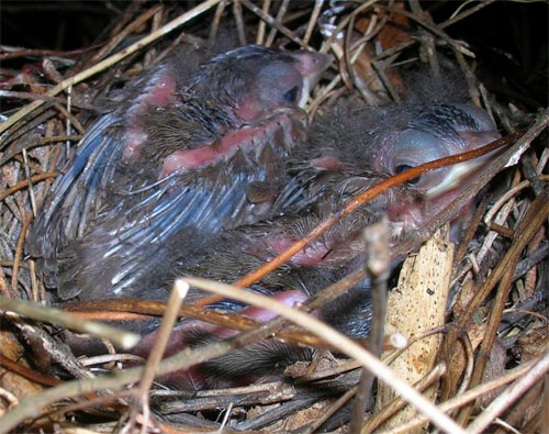 Birds about 8 days old.