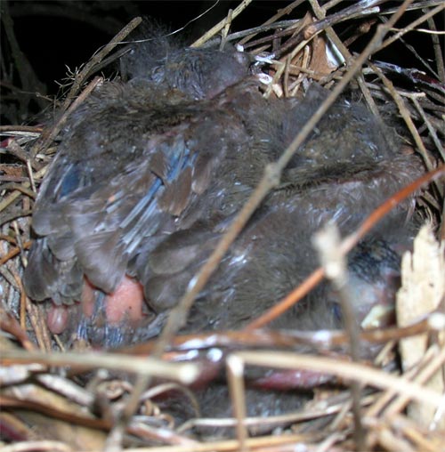 Birds about 8 1/2 days old.