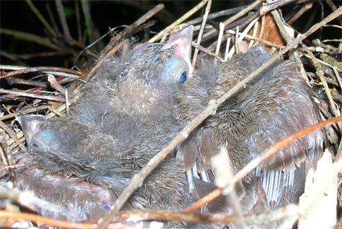 Birds about 9 days old.