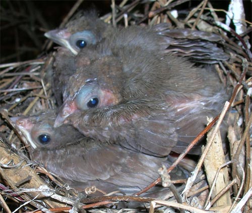 Birds about 9 1/2 days old.