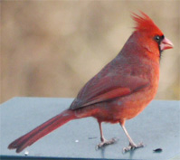 Adult Male on my Marietta Feeder.