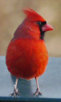 Adult Male landing on my Marietta Feeder.