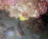 Fish under ledge of reef.