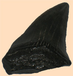 Shark tooth