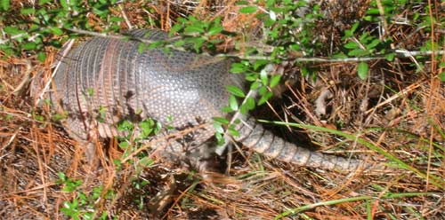 Armadillo, Conecuh NF, Alabama