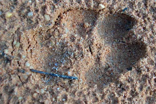 Cat Foot Print