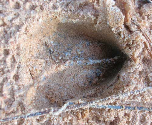 White Tail Deer Foot Print, Conecuh NF, Alabama