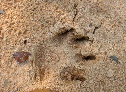 Dog Foot Print, Conecuh NF, Alabama