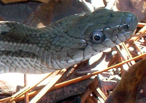 Grey Rat Snake's Head, Alabama