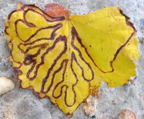 Bug damage on leaf