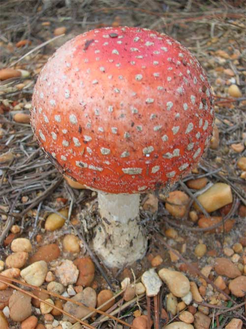 Mushroom