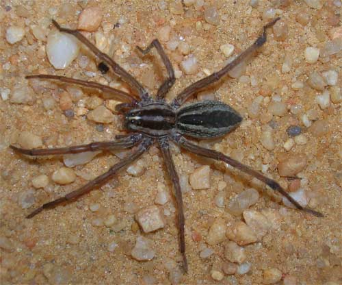 Wolf Spider, Alabama