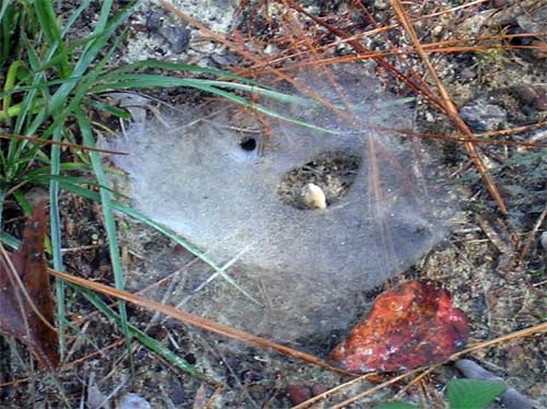 Spiderweb, Alabama