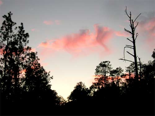 Sunset, Conecuh NF, Alabama, 2006
