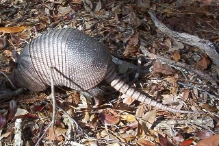 Armadillo, Cumberland Island, Georgia