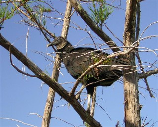 Black Vulture perched in dwarf cypress tree along the main Everglades road.
