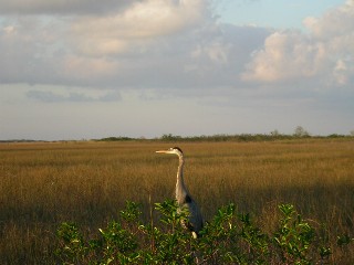 Great Blue Heron Standing in a sawgrass prarie. Everglades, Florida