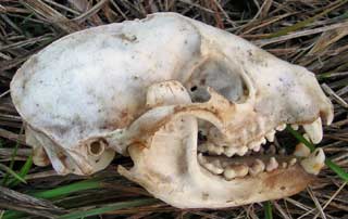 Skull of the bobcat I saw on SR 78. Florida