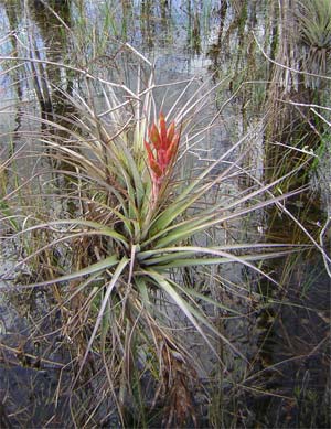Bromeliad, Everglades, Florida