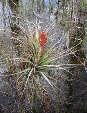 Bromeliad in Bloom