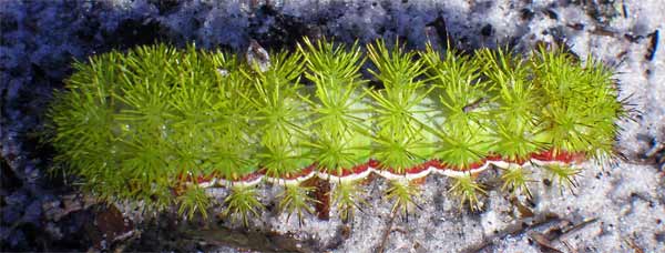 Spiky Green Caterpillar