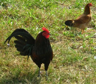 Chickens roaming free on the Florida Keys.