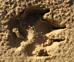 Dog Foot Print in Wet Sand, Florida